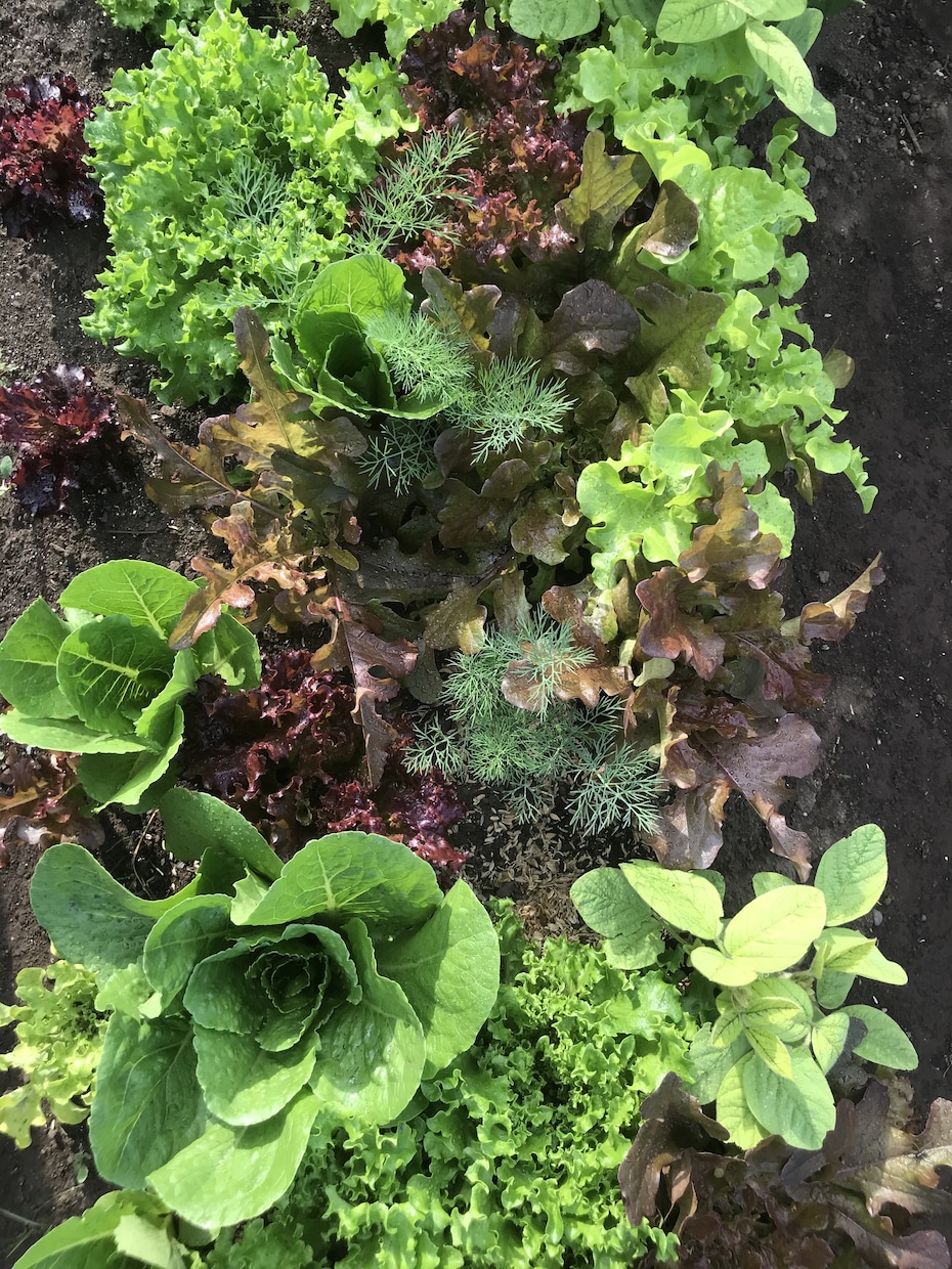 丸１年自給自足する家庭菜園スケジュールお渡しします 葉物野菜を年中切らさない菜園スケジュール表を差し上げます！ イメージ3