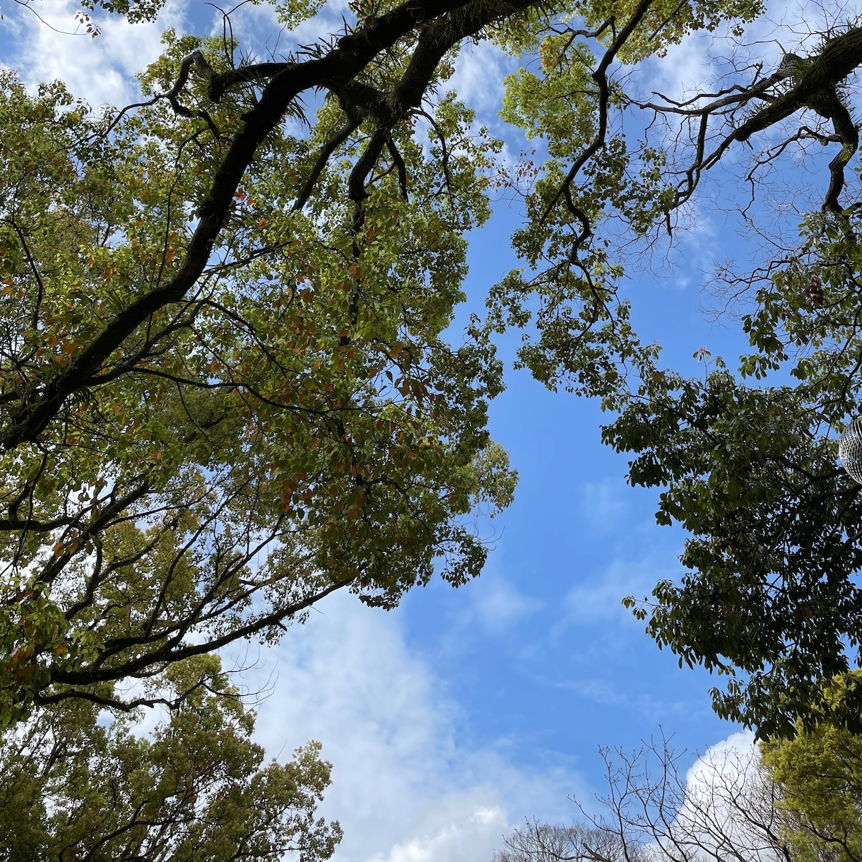 空　の写真素材を提供いたします 【空の写真】綺麗\癒し\素敵\ブルー イメージ3