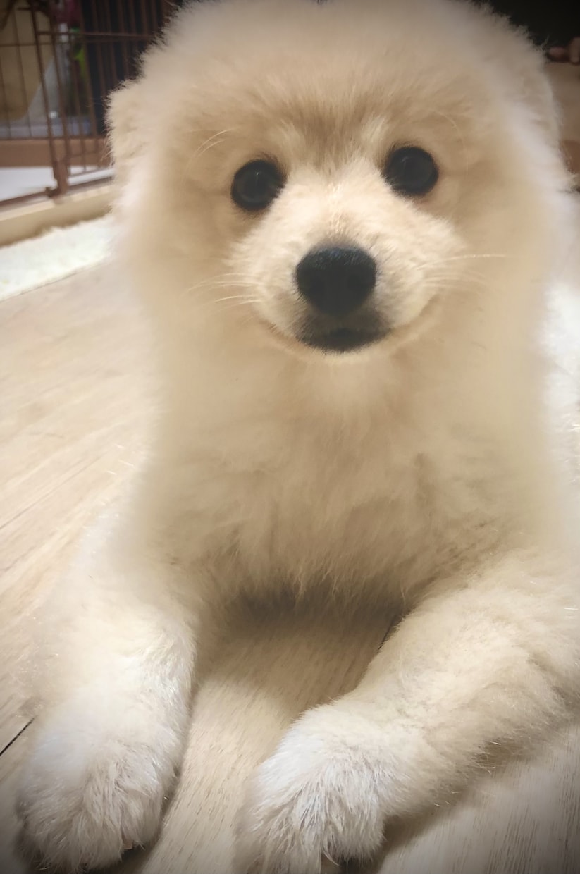 オスの交配犬見せます 顔が可愛い。この頃ポストから郵便物をとってきてくれます。 イメージ3