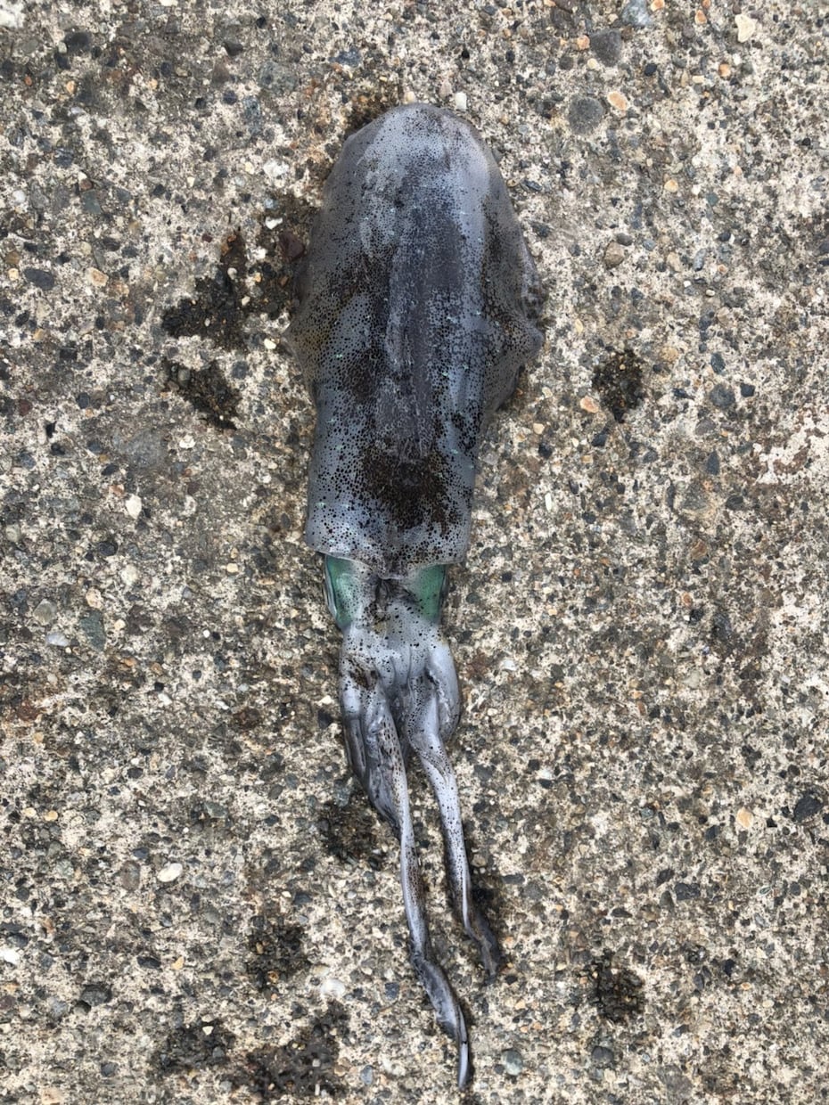 これから釣りを始める方の相談乗ります 釣りをしたいけど何から始めればいいか分からない方必見！ イメージ7