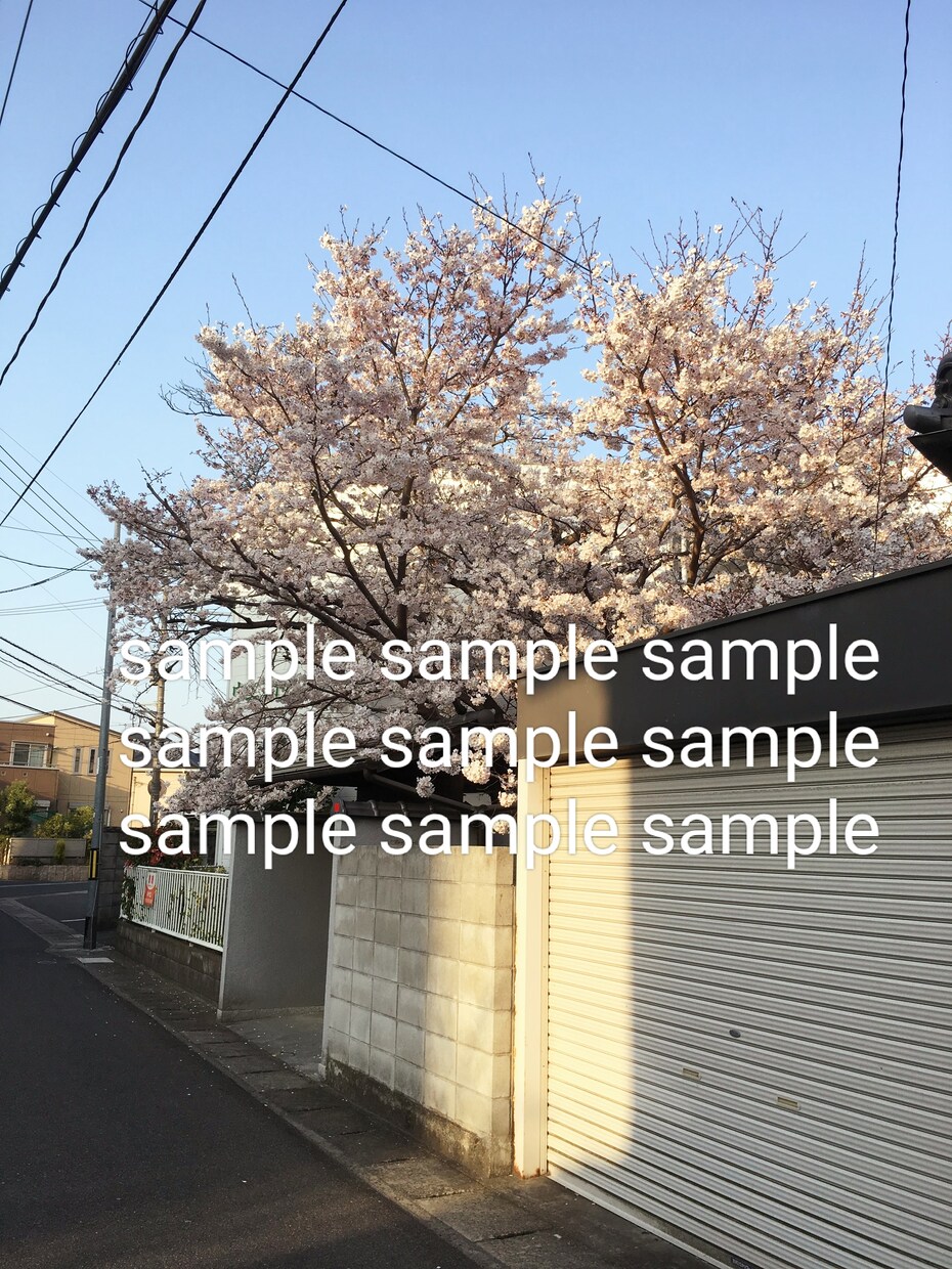 花のスナップ写真を提供します お花をエモく撮った写真集です✾ イメージ8
