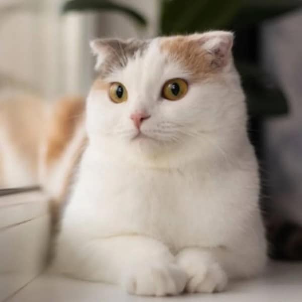 愛するペットのお写真をイラストに！ます 猫ちゃんや犬ちゃんなど☆皆さまのご家族をイラストにします イメージ4