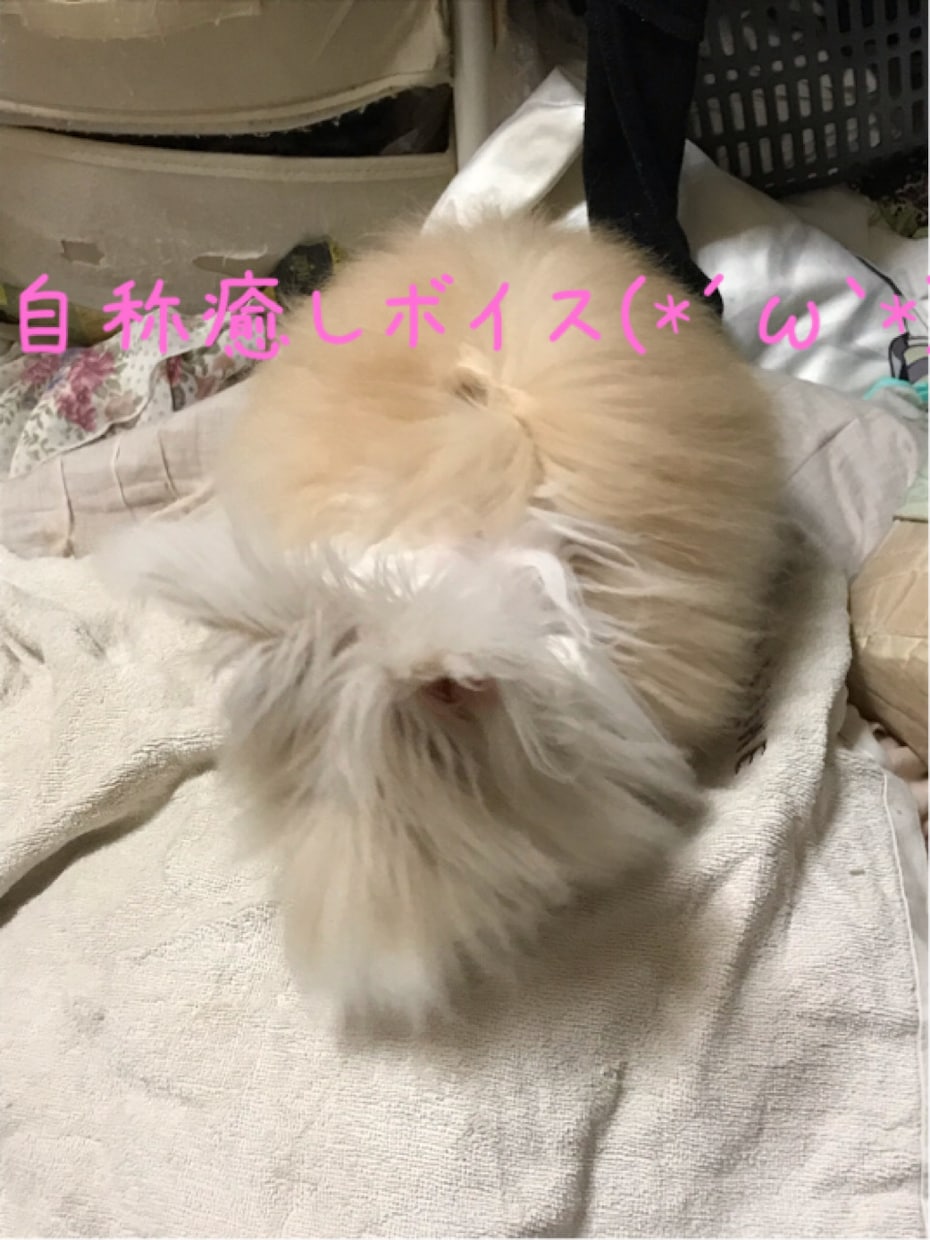5分からOKフリートークします ちょっと人と話したい。なんか暇。どんなお話しでもOK5分～ イメージ3