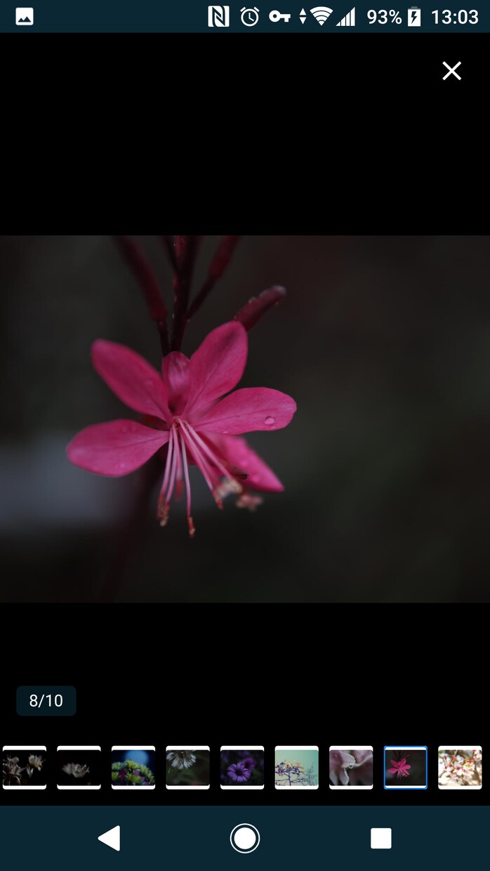 花のおしゃれなオリジナル写真素材を提供します WEBサイト・ロゴ・バナーなどに！4608 x 3456 イメージ9