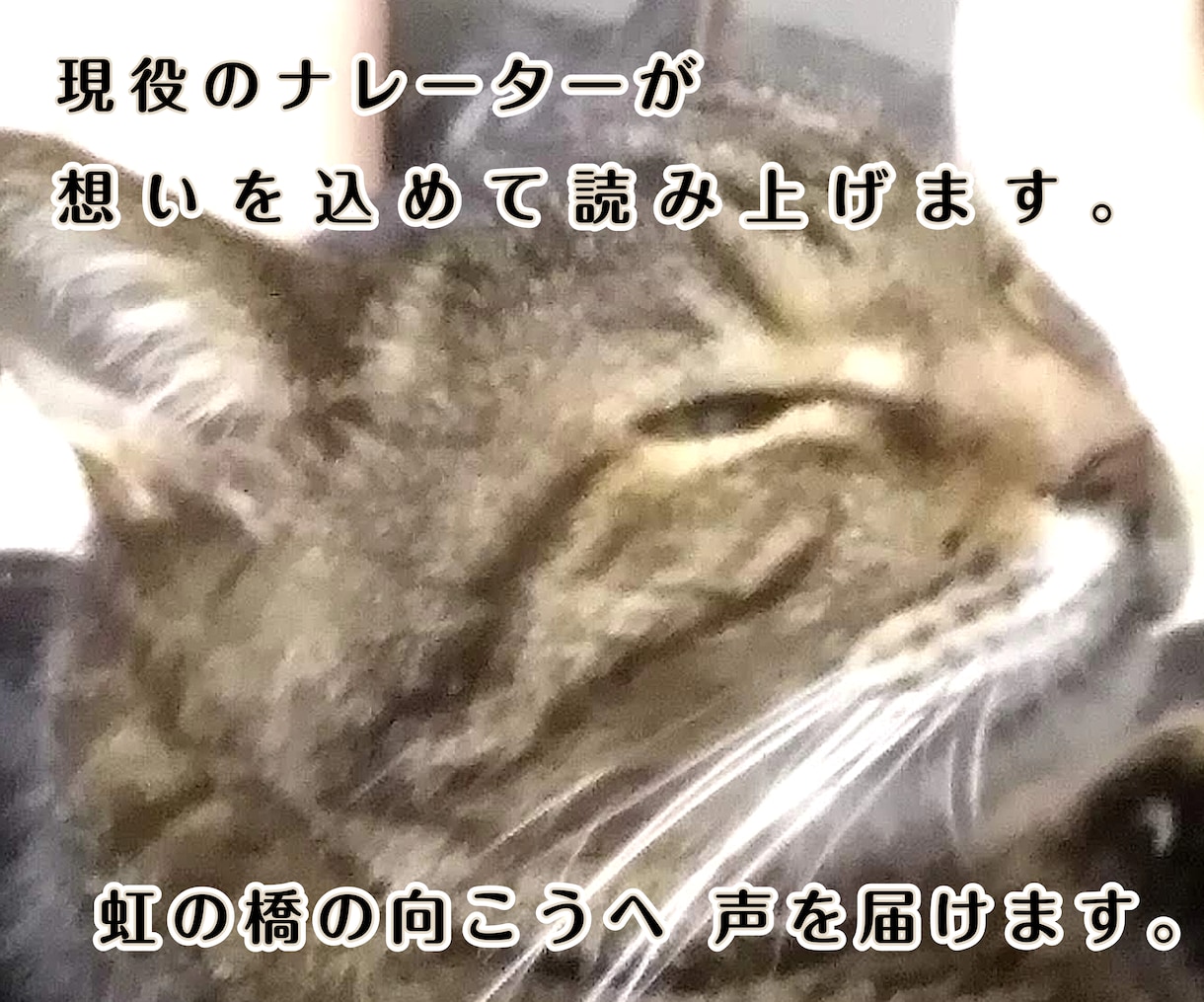 虹の橋を渡ったペット "想い出動画" つくります 「ありがとう。」　心に寄り添うナレーション。 イメージ9