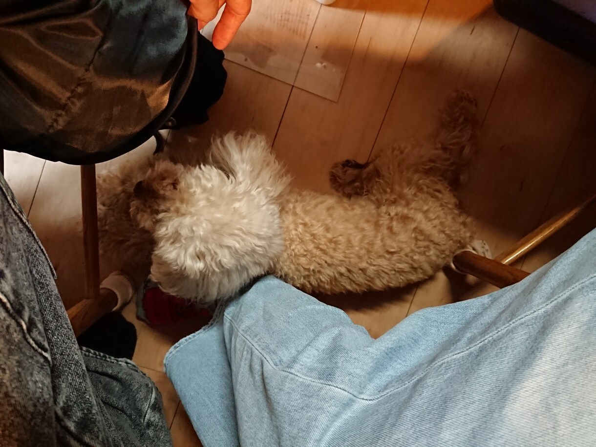 ワンちゃんのお悩みを答え解決ます 日常生活においてのお悩みをドッグトレーナーが解決致します！ イメージ2