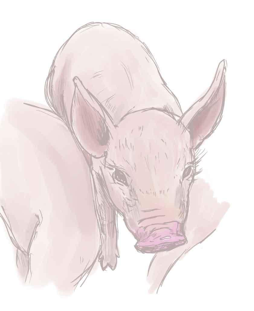 ペットのイラスト描きます お望みのテイストで私のペット表現できます！ イメージ2