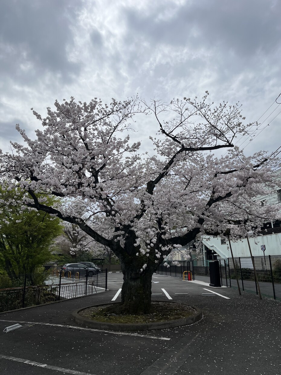 恋文屋♡あなたの「おもい」を手紙にします ✍人生であなたがどうしても伝えたかった大切な気持、代筆します イメージ6
