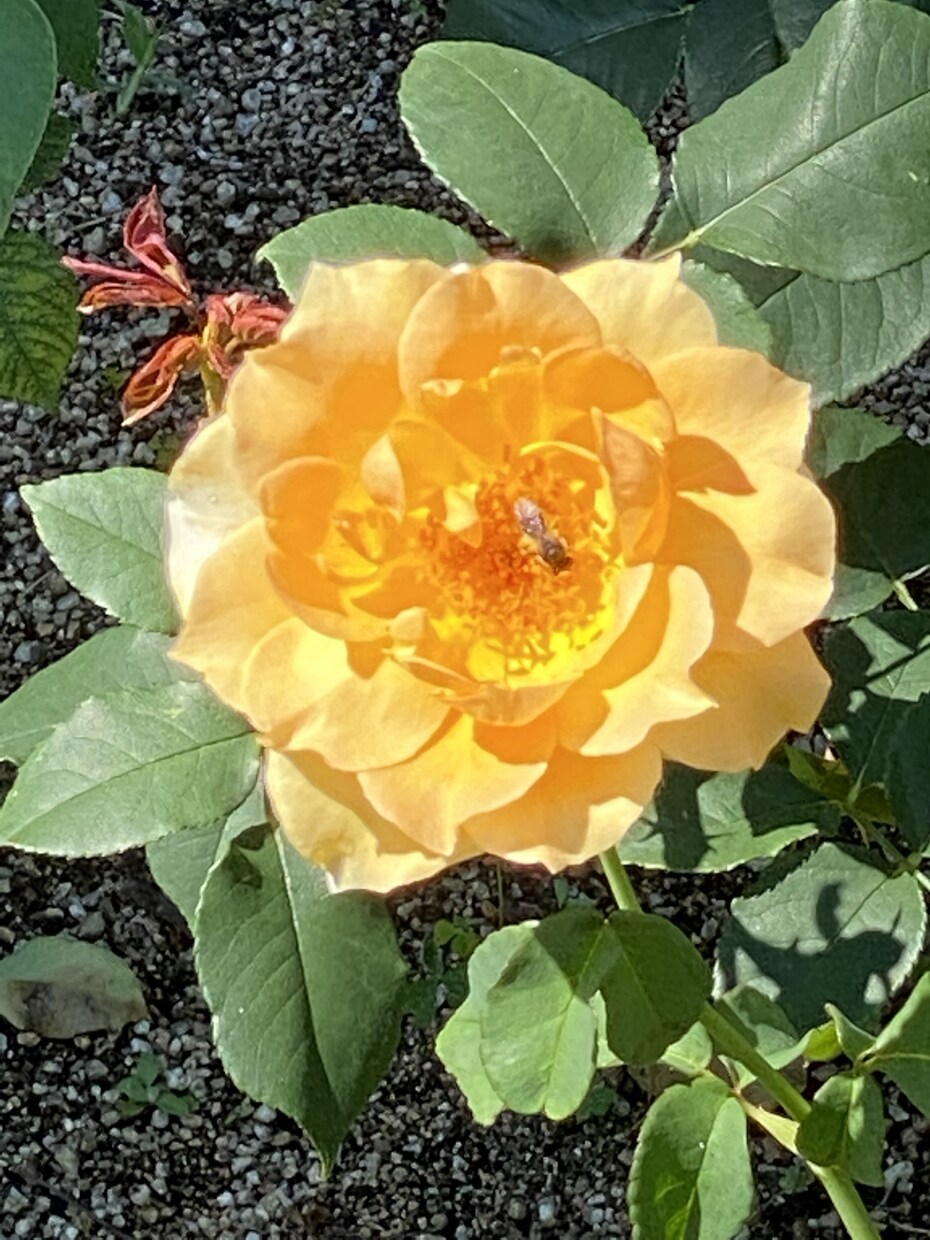 Twitterで紹介した写真を収録して販売します 「Rose Garden」薔薇の花100選 イメージ3