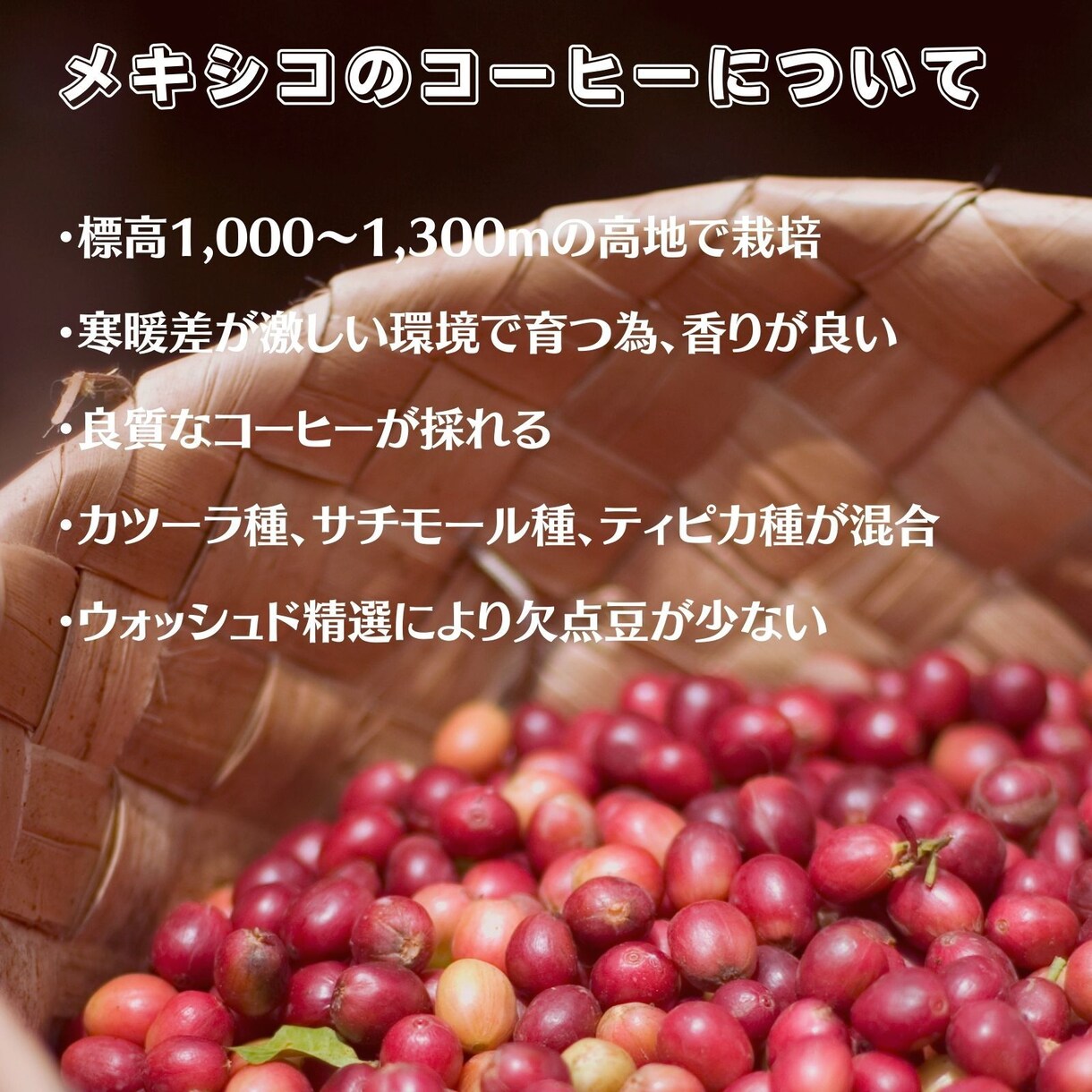 Amazonカタログ作成+広告+SEO行います カタログ作成から販促サポートまで致します。 イメージ3