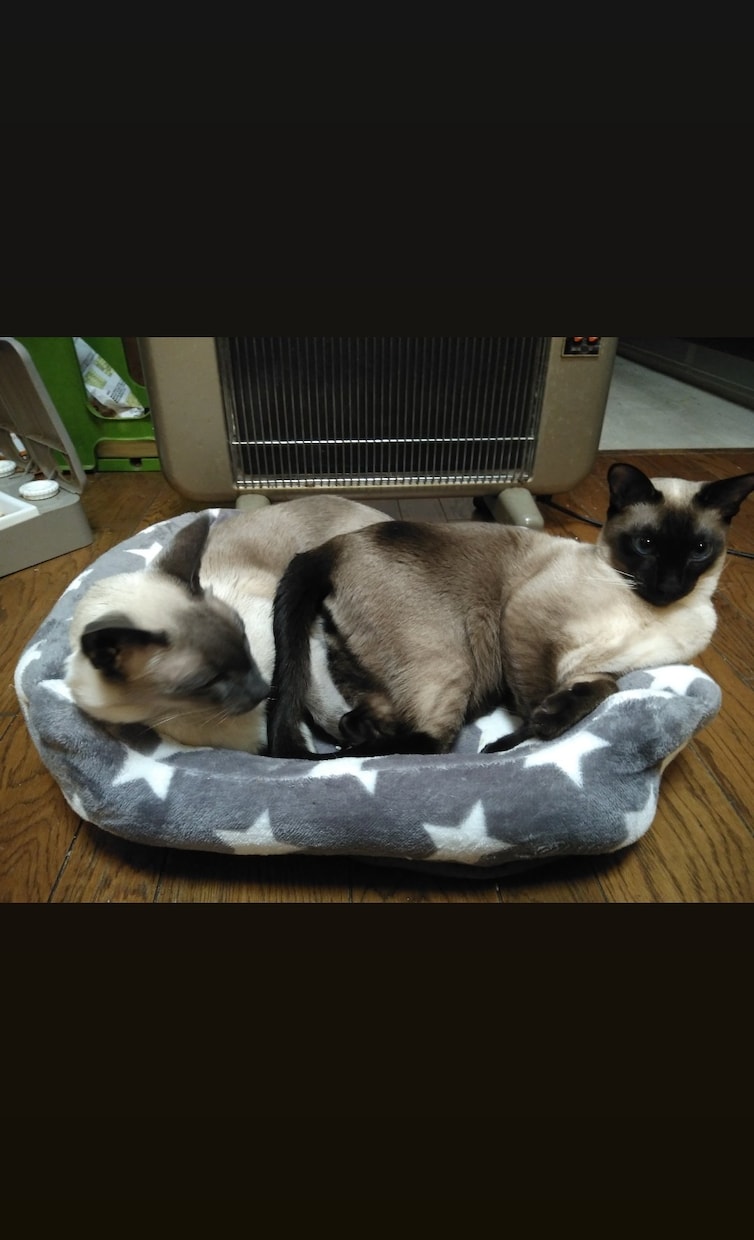 占い会社に所属経験あり。霊感霊視による鑑定致します 悩みのある方どなた様も、お気軽にお声がけください(^^) イメージ1