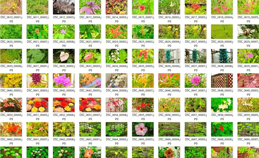 花・植物の写真素材168枚提供します 商用利用OK！Youtubeやブログの素材に！ イメージ1
