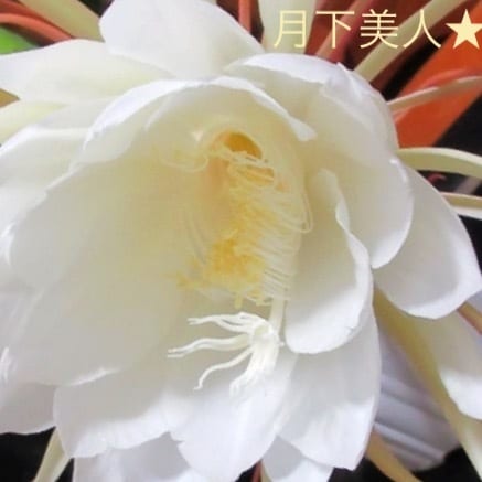 話し相手★愚痴★恋愛★浮気★悩み何でもお聞きします 自慢話♡真夜中の会話ok★深夜〜明け方よく起きてます☆ イメージ1