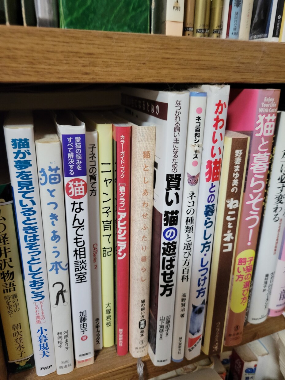 猫様のお話・愛猫さんのお悩み相談致します 猫に関しては詳しいです。愛猫さんのお悩み相談や雑談もOKです イメージ8