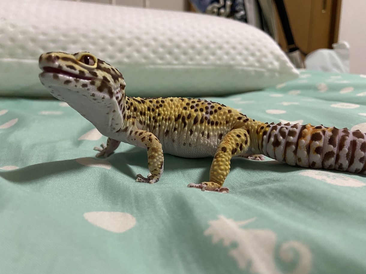 犬・猫・小動物・爬虫類のお悩みお聞きします 動物看護師の目線で大切なペットとの生活についてお聞きします イメージ4
