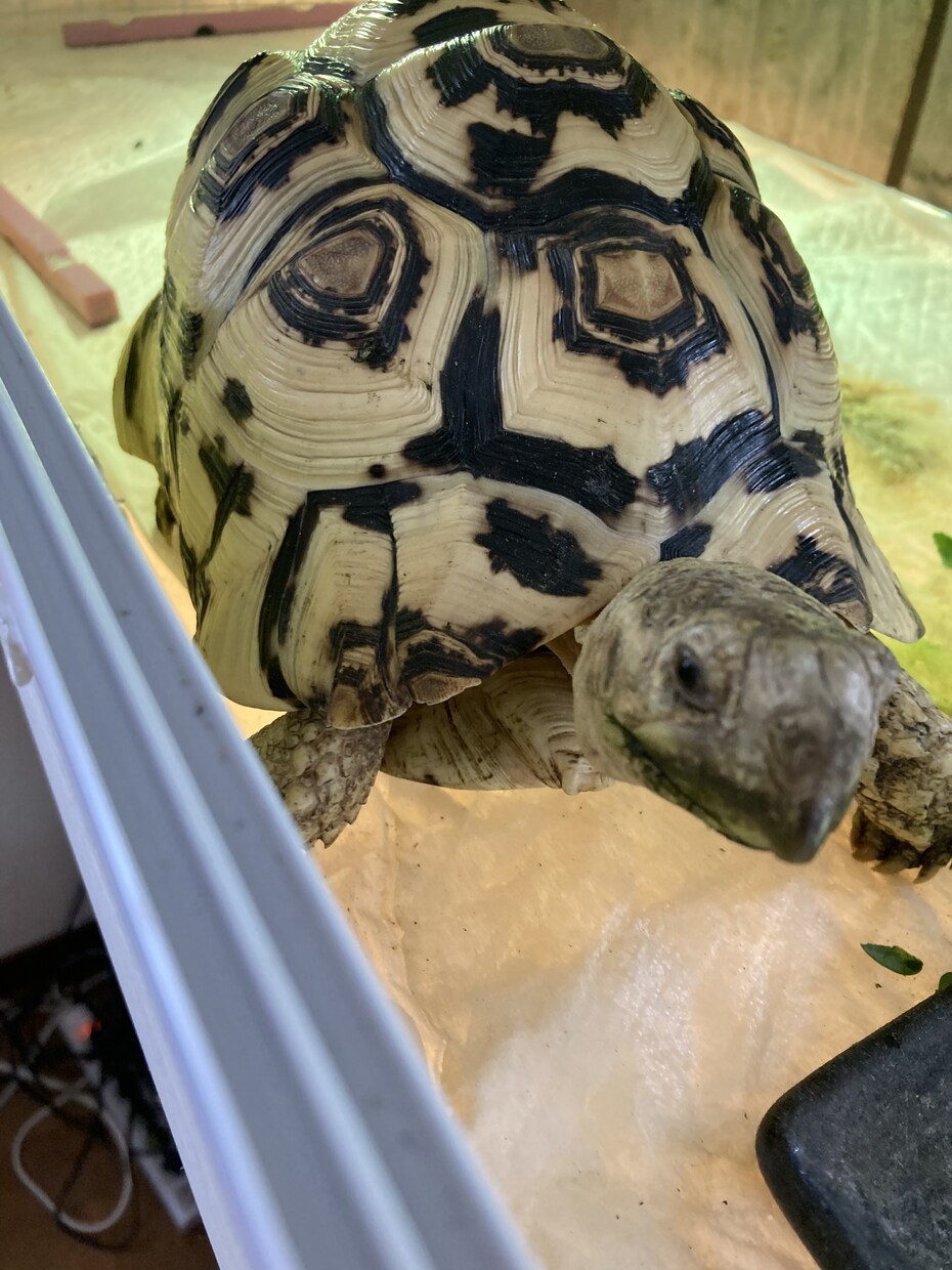 リクガメに関する相談乗ります 飼い方、餌、飼育環境のことなど繁殖のこと意外ならなんでも！ イメージ2