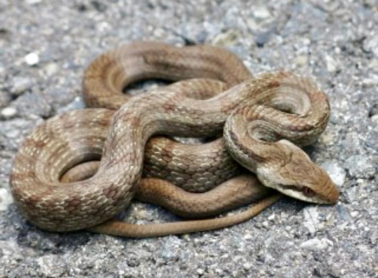 ヘビの飼い方、捕まえ方教えます エキゾチックアニマルを飼ってみたい方にオススメ！ イメージ2
