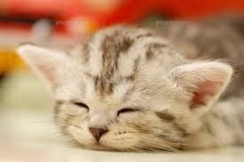 おやすみ前に、お話聴きます 眠る前に★今日一日のできごとをお話しませんか？？ イメージ1