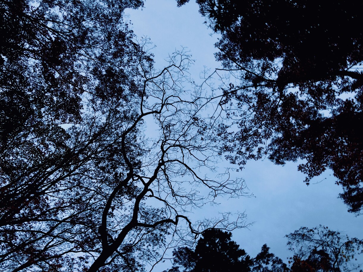 木や花をメインで載せています 正面からでは無く空が映るように撮影しました イメージ1