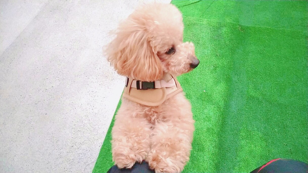 保護犬を迎えてみたい方へ　里親体験談お話しします 保護犬を実際に迎えてみてどう？成犬のしつけは大変？など イメージ1
