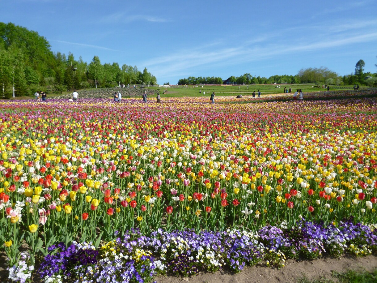 札幌観光のプランニングをします はじめてもリピーターも歓迎、札幌の楽しい思い出をお土産に！ イメージ1