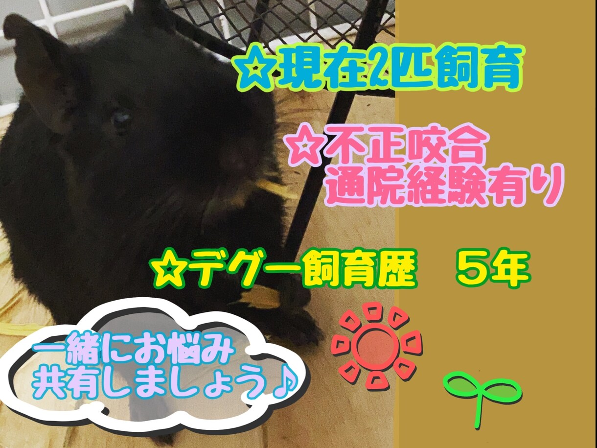 小動物のお悩み相談のります 飼育初心者さん大歓迎です٩(^‿^)۶ イメージ3