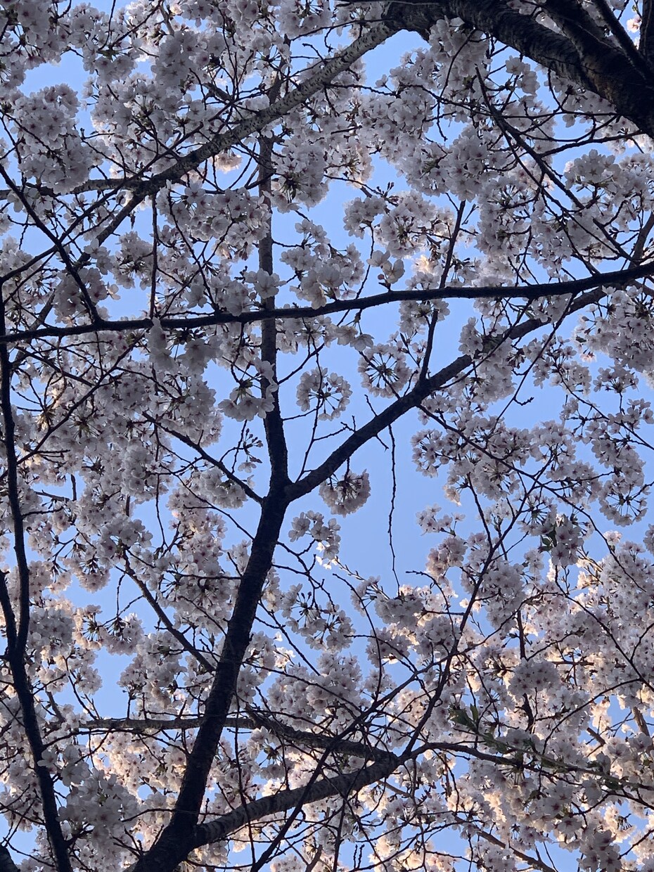 30分間、悩み相談、話し相手、愚痴聞きになります 癒し系アニメボイスの私とチャットいかがですか？心の疲れとり？ イメージ2