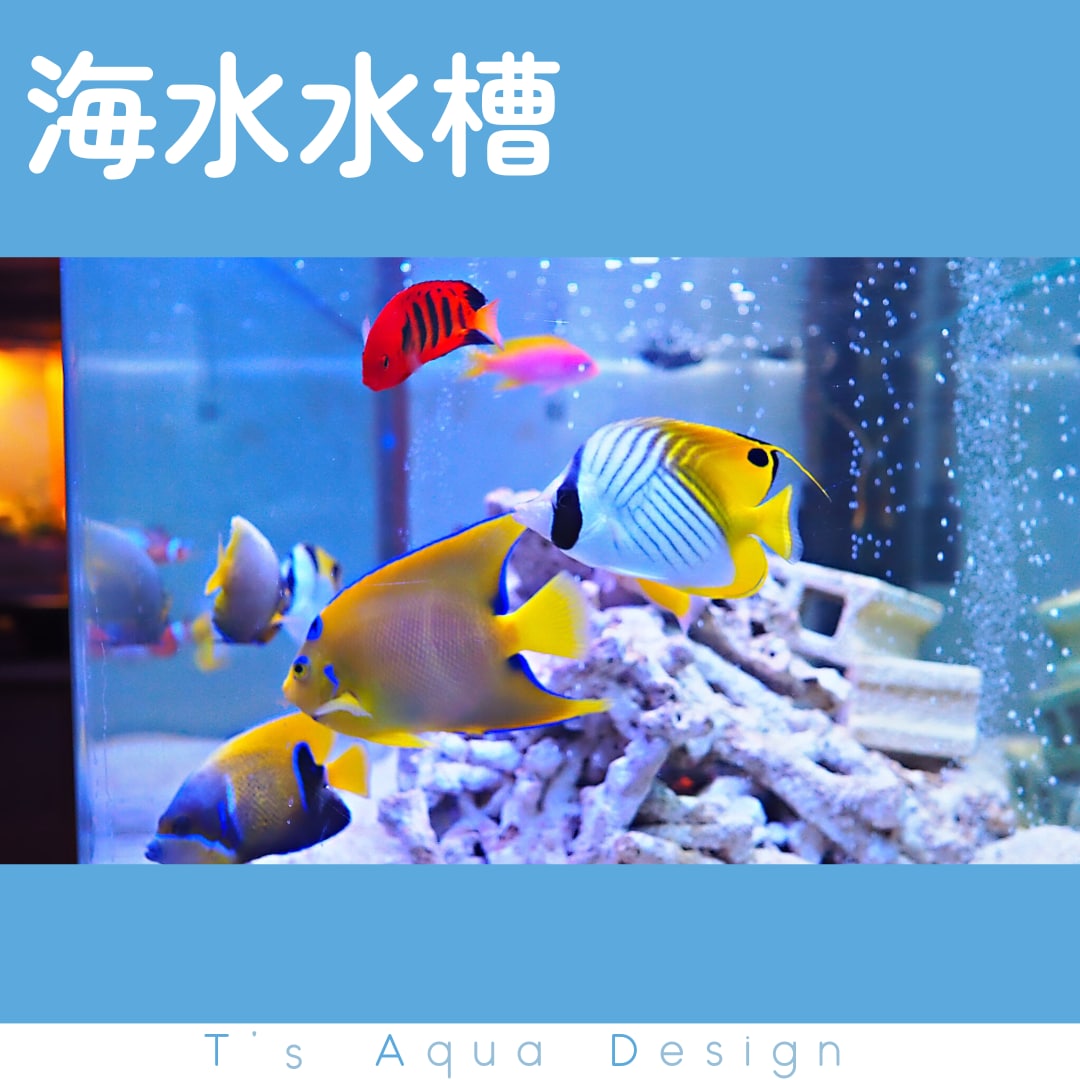 事業所へのアクアリウム導入･管理をサポートします 水中環境の安定まで3ヶ月伴走＆追加料金無しで安心です！ イメージ5