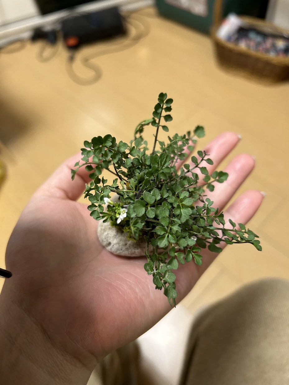 小さな山野草のプレゼント、お受けします 軽石の可愛い山野草を、苔と共にミニ盆栽の感覚でお作します！ イメージ2