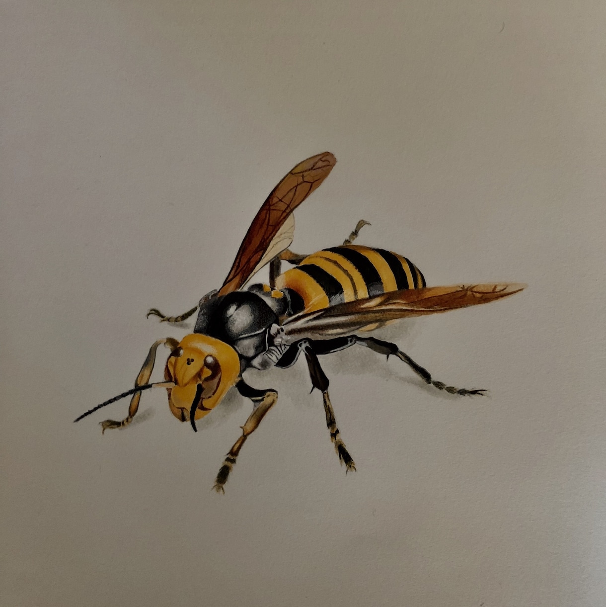 手書きの絵画でココロいやします なにかと忙しい毎日、手書きのイラストでココロいやします イメージ7