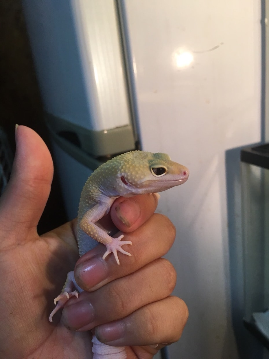 これから爬虫類飼う人の御相談おききします 元爬虫類喫茶の店員が御相談に乗らせていただきます。 イメージ2