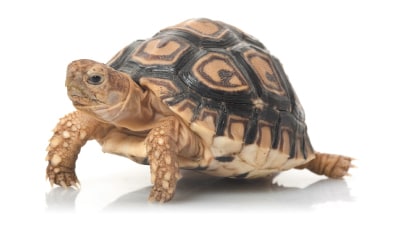 一人暮らしで飼えるペットを教えます 日々の生活を豊かで快適なものにする為に イメージ3