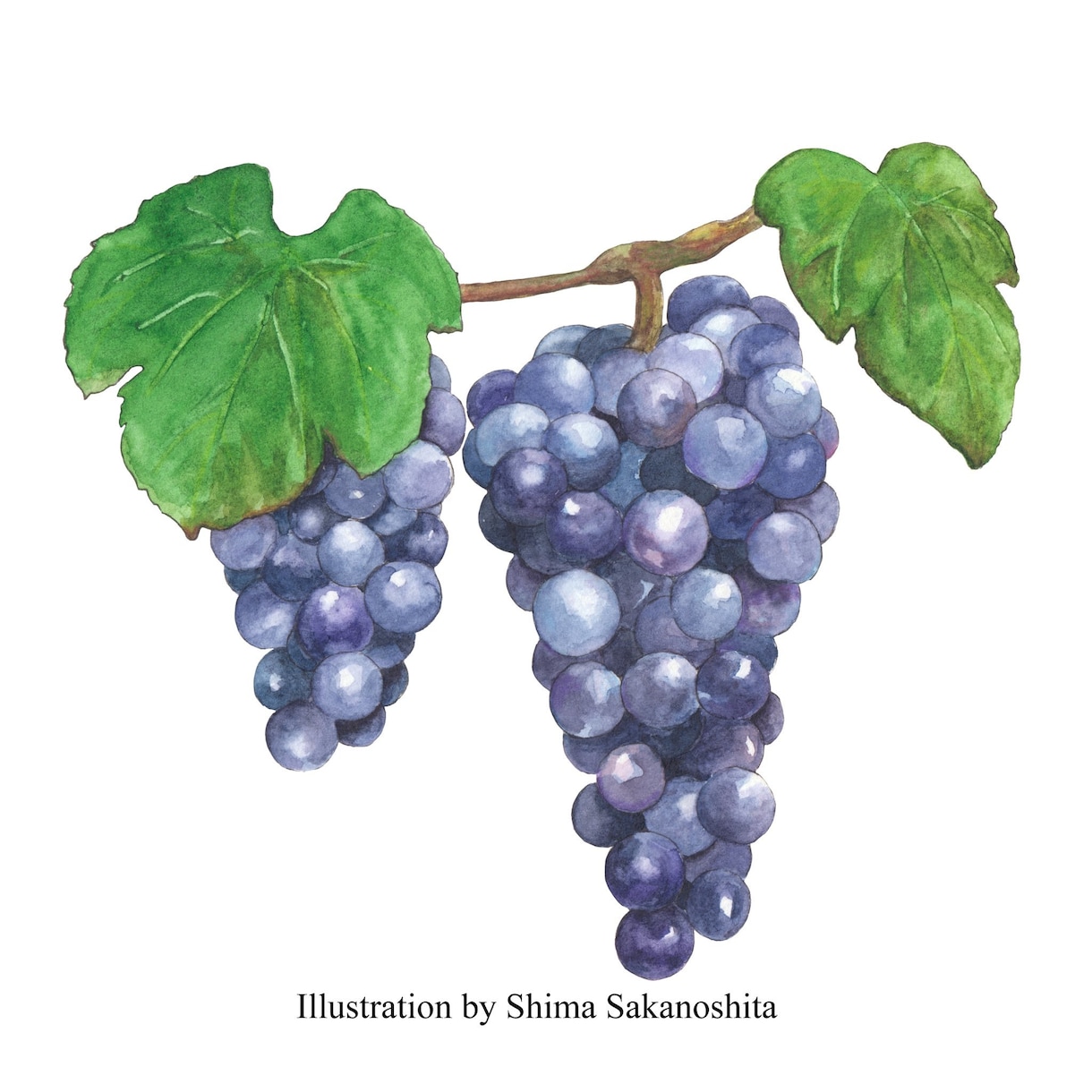 水彩で食べ物をお描きします あたたかな水彩イラストであなたの特別を彩りませんか？ イメージ4
