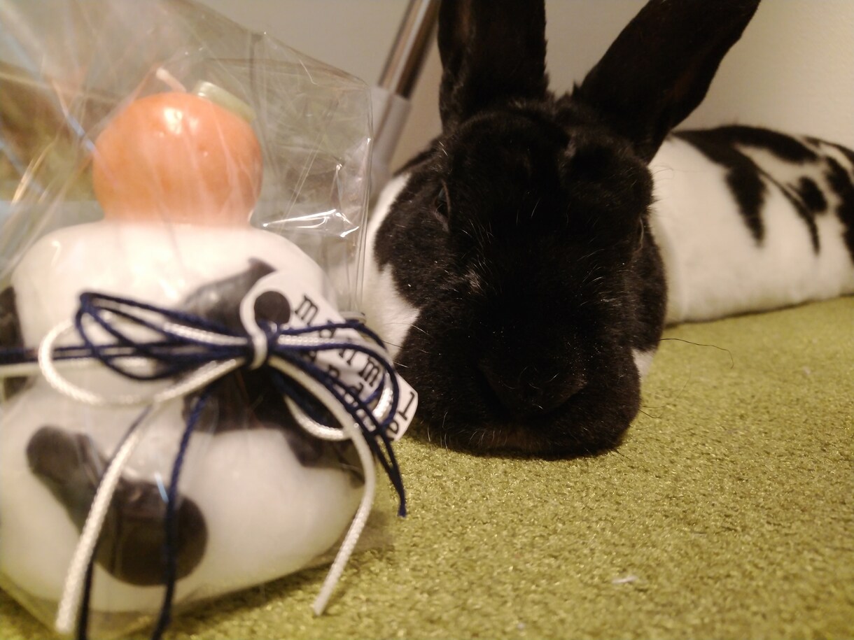 うさぎの飼い方アドバイスします うさぎを初めてお迎えする方、迷っている方へアドバイスします！ イメージ2