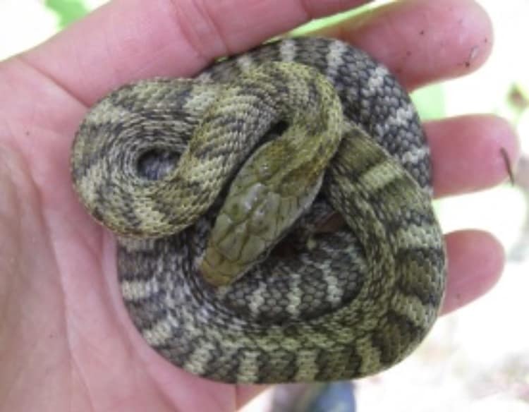 ヘビの飼い方、捕まえ方教えます エキゾチックアニマルを飼ってみたい方にオススメ！ イメージ1