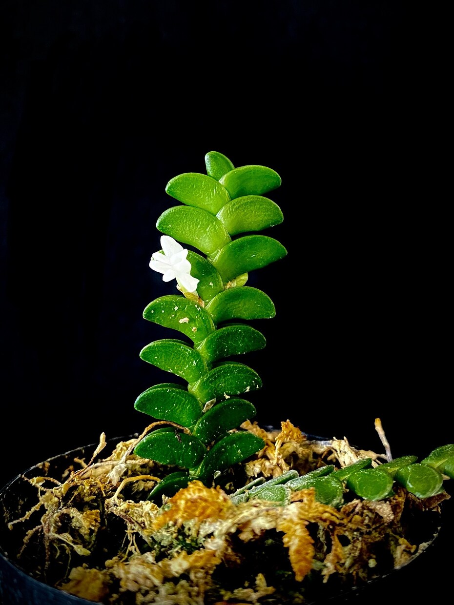 ガチ園芸店員がお家の植物のお悩み解決します 園芸店勤務の経験を活かして、観葉植物の相談に乗ります！ イメージ2