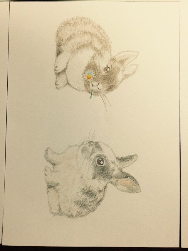 愛するペットのイラストを描きます いただいたペットの写真を基に色鉛筆にてイラストを描きます。 イメージ8