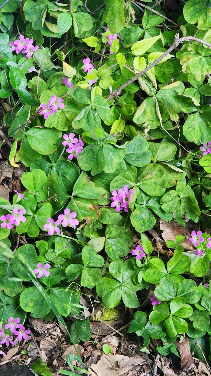 お花などを中心的に撮ってます 道端の花も野花であれば雑草でもある イメージ5
