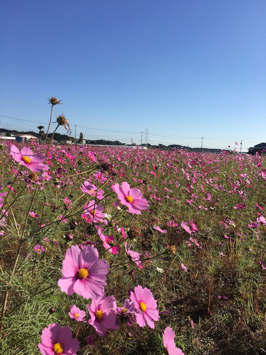 日頃のストレスや悩みご相談お聞きします 気軽になんでもお話しください♪たくさん聞きますよ(^^) イメージ2