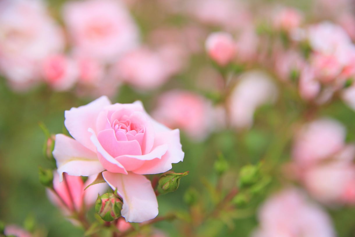 誰にも言えない恋愛❤️の行方を占います 1分～10分でも大丈夫❤️秘密厳守⭐どんな話でもお聴きします イメージ9