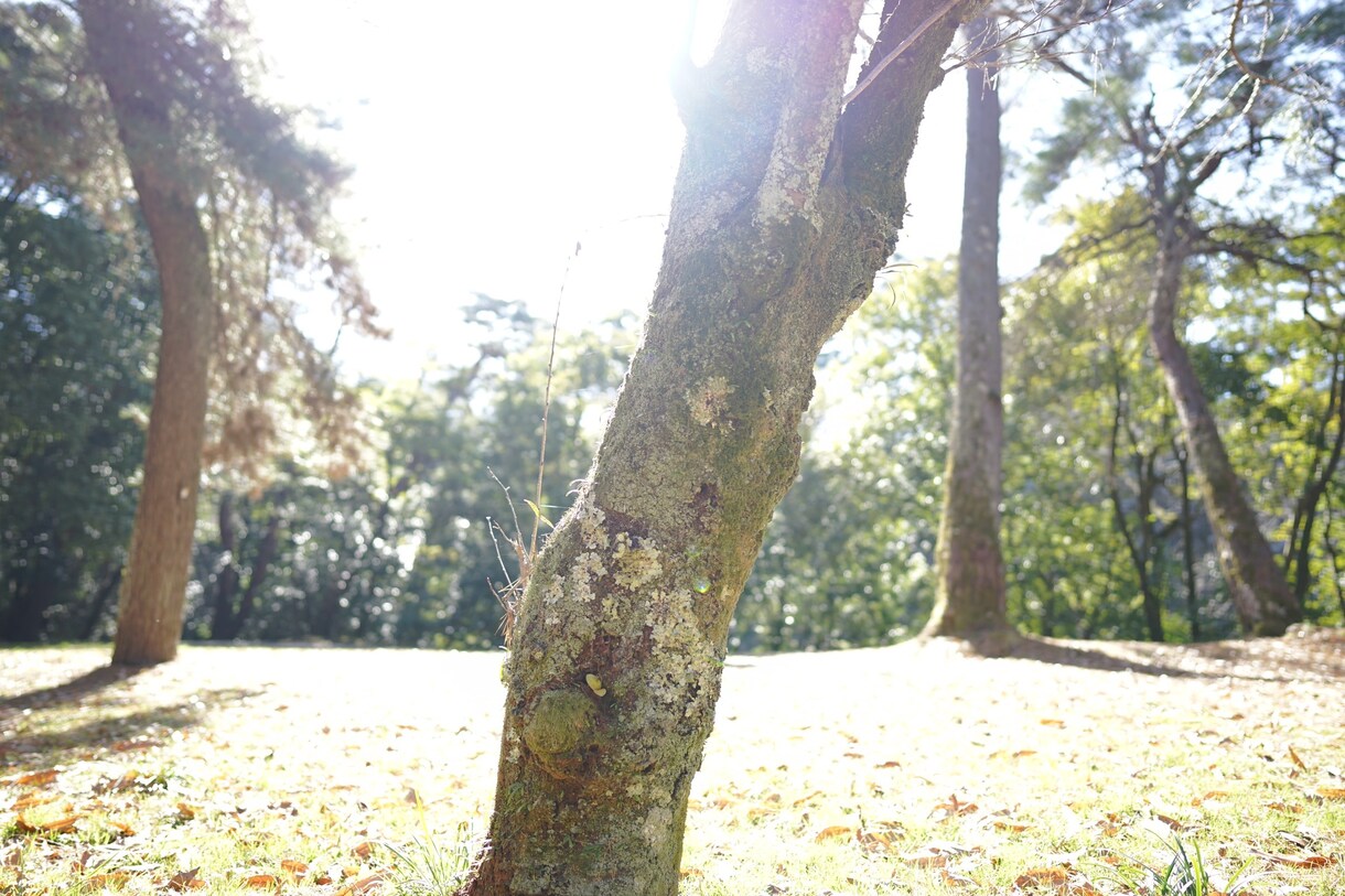 三重名張周辺 貴方に代わり写真撮影します 故郷、 思い出の場所、写真素材…等 イメージ4