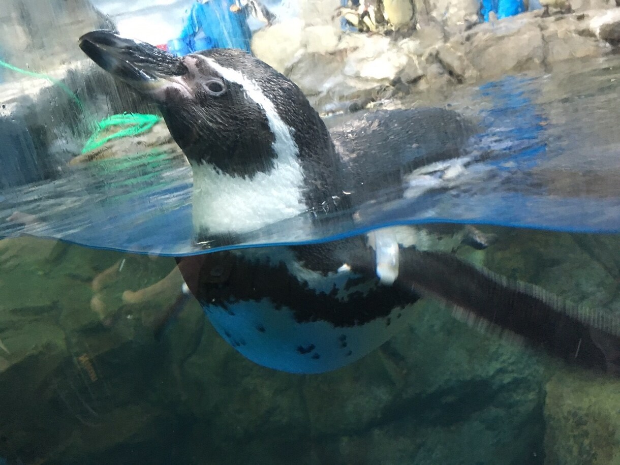 動物達の面白い豆知識や生態教えます この夏、お子さんや彼女と動物園に行く方々発見！！ イメージ2