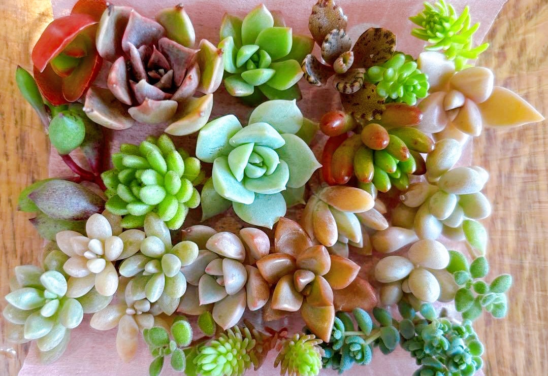 多肉植物の寄せ植え、お届けします 自家製多肉植物、管理方法とともにお届けします！ イメージ2
