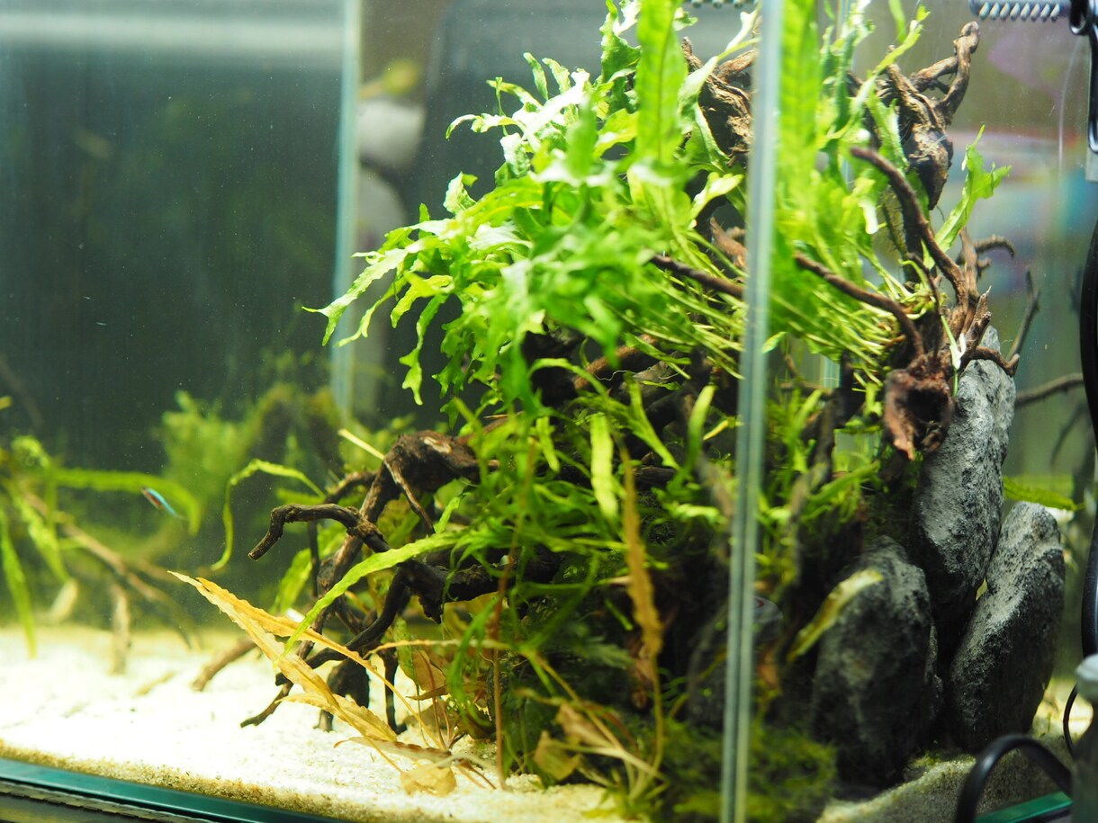 水草、メダカの育て方教えます 水草歴10年フリマアプリ販売数　年1万本 イメージ10