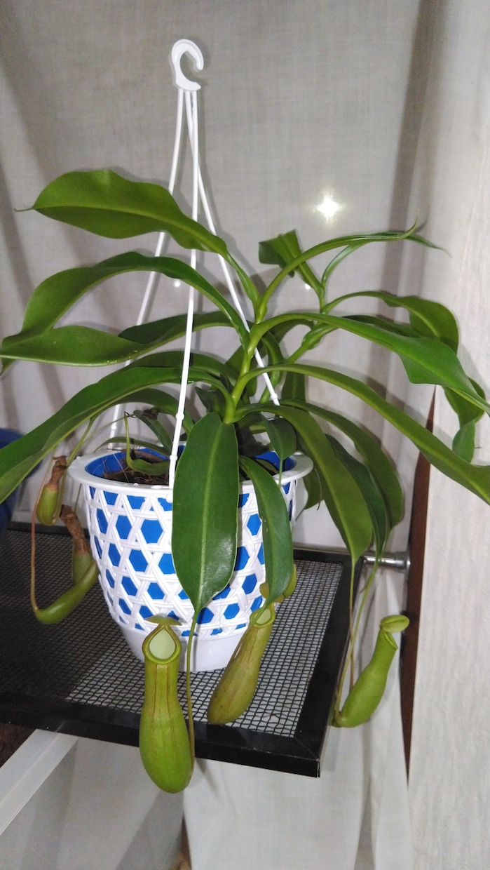 お写真で、何のお花か、植物かを識別します 病気の診断もできます。種類にもよりますが、だいたい可能です。 イメージ5