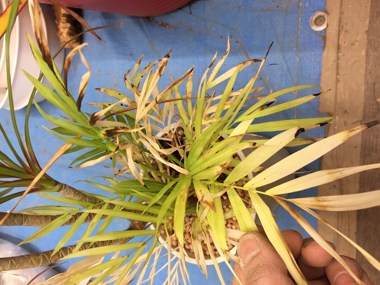 あなたの観葉植物の管理方法をお伝えします 業界歴15年‼ 管理は家の環境それぞれで違うの知ってます？？ イメージ2
