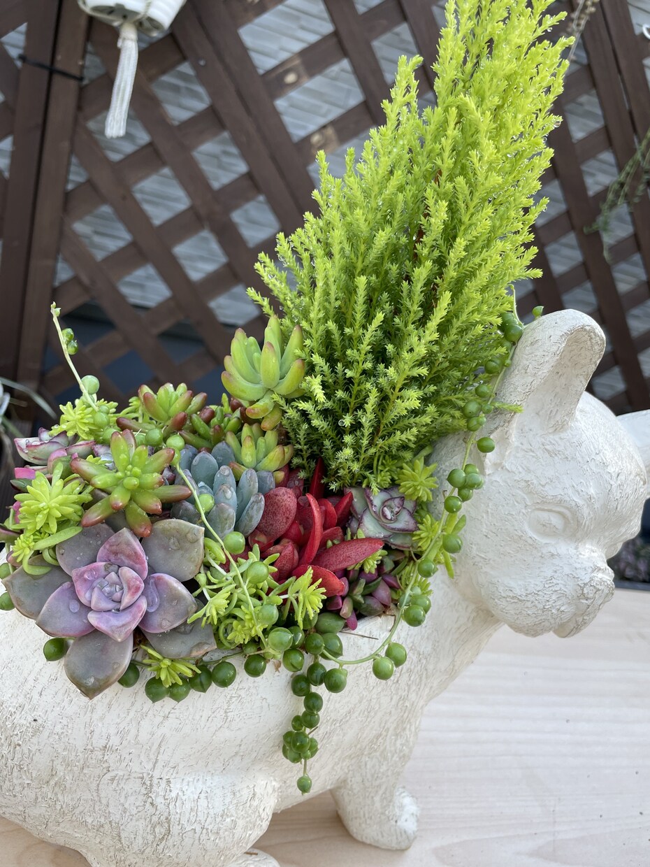 多肉植物の寄せ植えお作りします 多肉植物の専門家があなたにピッタリの寄せ植えをお作りします イメージ5