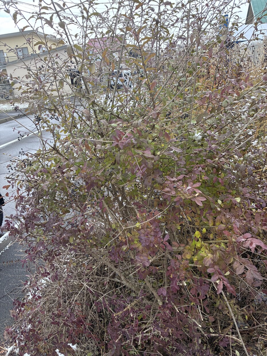 保健体育の期末テスト対策行います 保健師と被るものが多い保健体育。理解できるまでやります！ イメージ1