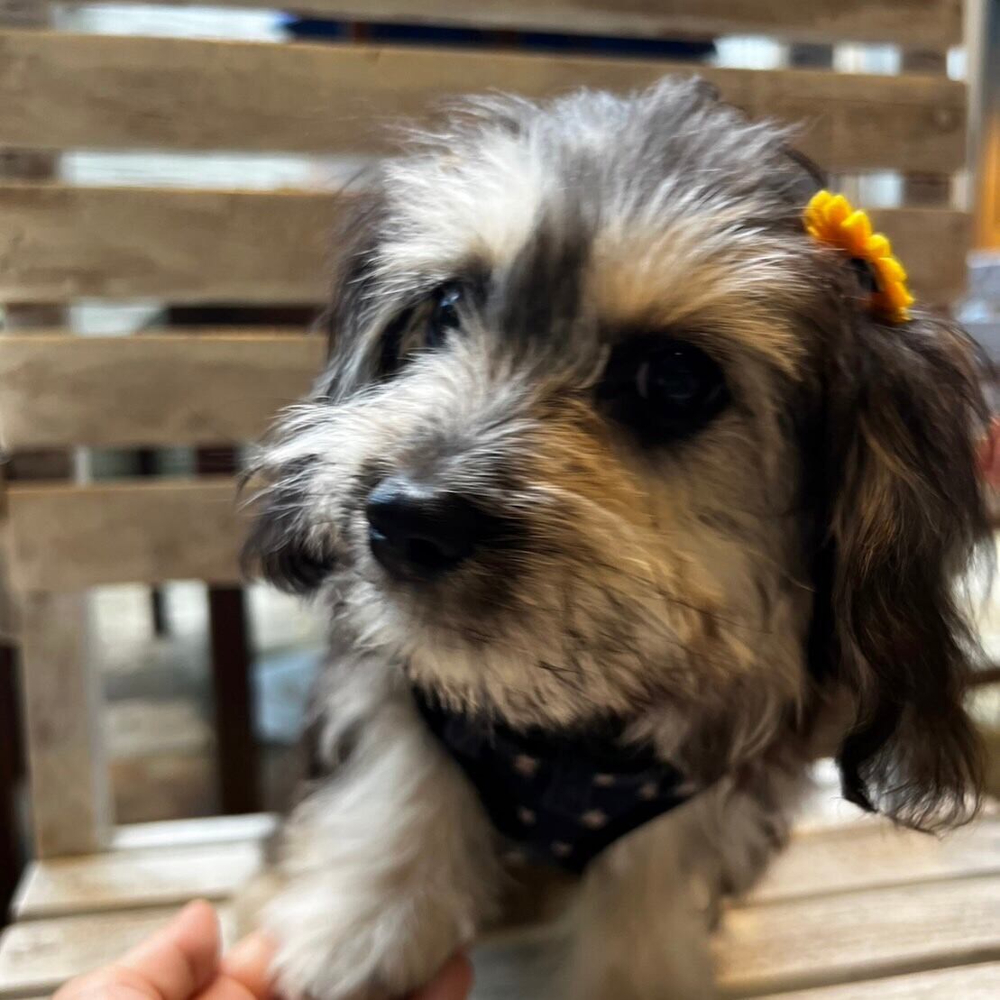 愛犬ポーチ作ります 世界にひとつだけ！貴方だけの愛犬グッズ！ イメージ4