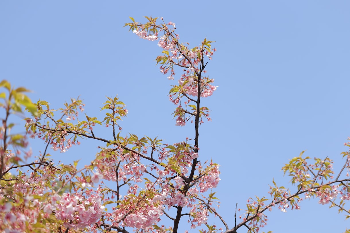 写真のレタッチいたします 依頼者様のお好きなテイストに編集いたします！ イメージ4
